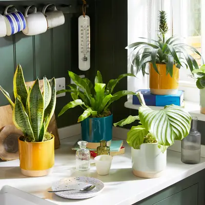 Group of plants in a kitchen