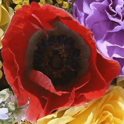 red anemone flower