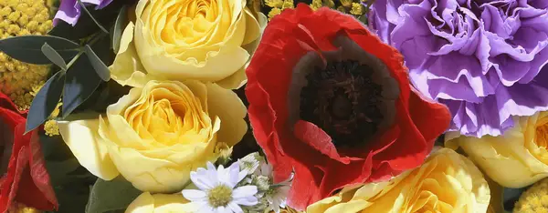 red anemone flower