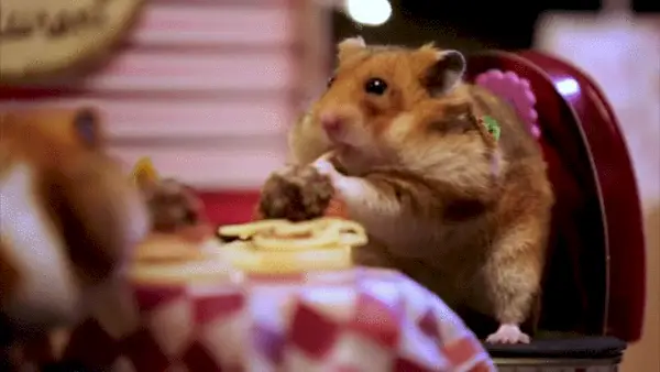 Bildet kan inneholde dyr Pattedyr Hund Kjæledyr Canine Hamster Gnagere Menneske og person