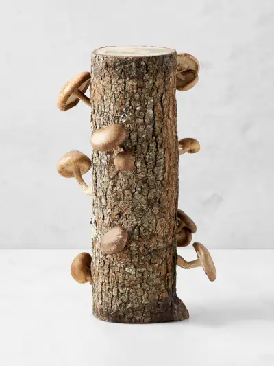 Williams Sonoma Shiitake Mushroom Kit на сив фон