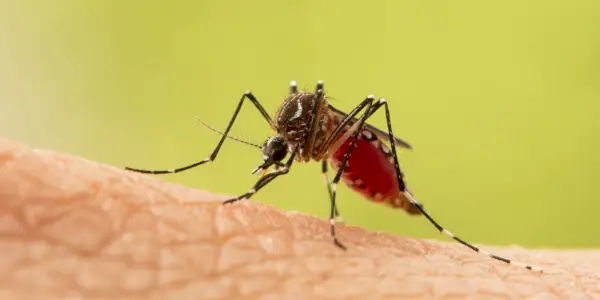 5 façons de se débarrasser rapidement des piqûres de moustiques, selon les médecins