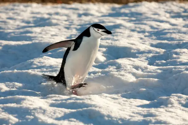 Pingwin Chinstrap (Pygoscelis antarcticus) na Szetlandach Południowych na Antarktydzie.