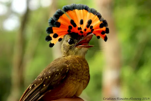 Simbolismul și semnificația muștelor regale din Amazonia