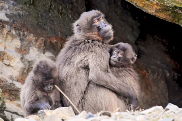 Familie van de baviaan