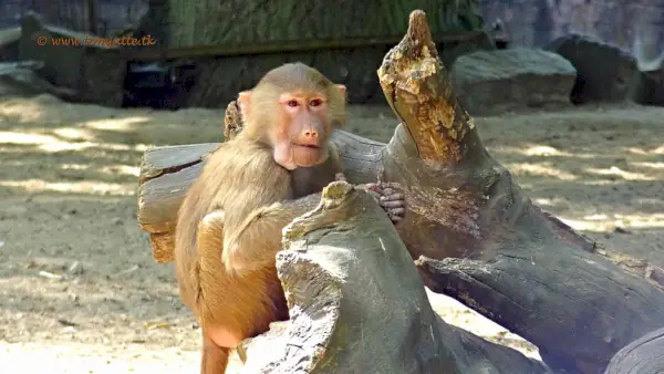 Hamadryas Baboon, Dierenpark Emmen, Холандия - 1718 г