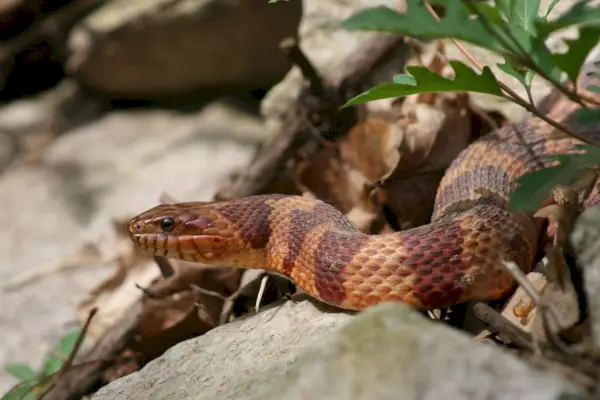 Serpente del mais 2010 (in realtà un serpente d'acqua del Nord, N. S. williamengelsi)