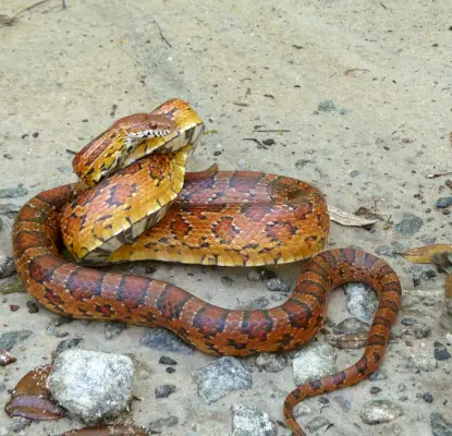 Serpent des blés, Valdosta, Géorgie, États-Unis