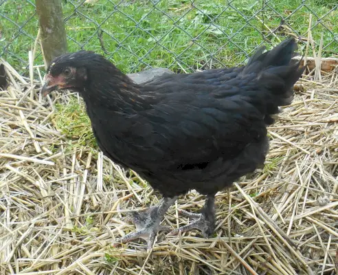 Simbolismo e significato del pollo Marans