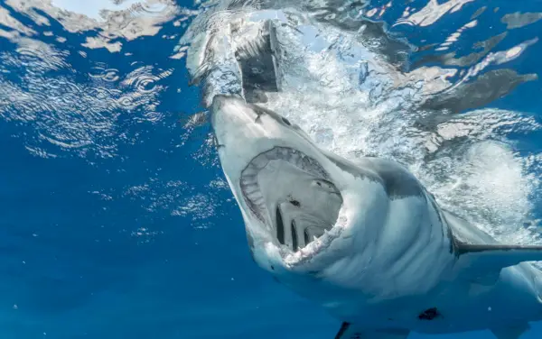 Gevaarlijke haai met scherpe tanden die jagen in schoon transparant water van de uitgestrekte blauwe oceaan