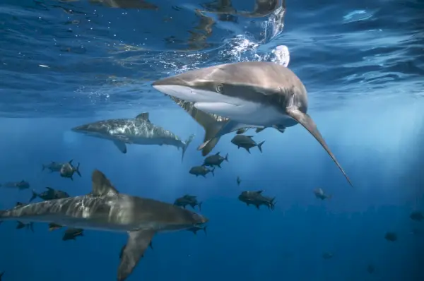 Gevaarlijke haaien zwemmen in schoon water van de oceaan