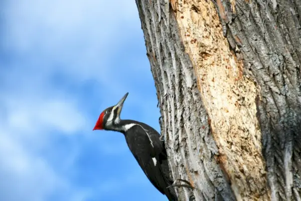 Picchio pileato che becca su un albero contro un cielo blu