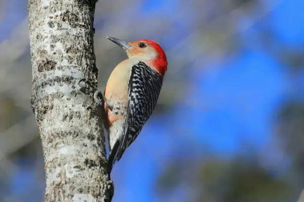 Pájaro carpintero pelirrojo posado en una rama