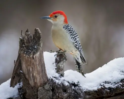 Pájaro carpintero de cabeza roja posado en una rama cubierta de nieve.