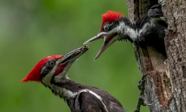 Pileated spett-portrett