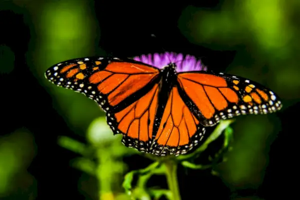 Mariposa Kamehameha en la cultura hawaiana