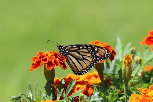 Selectieve focusfotografie van monarchvlinder op goudsbloembloem