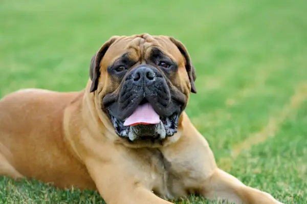 Simbolism și semnificație Mastiff