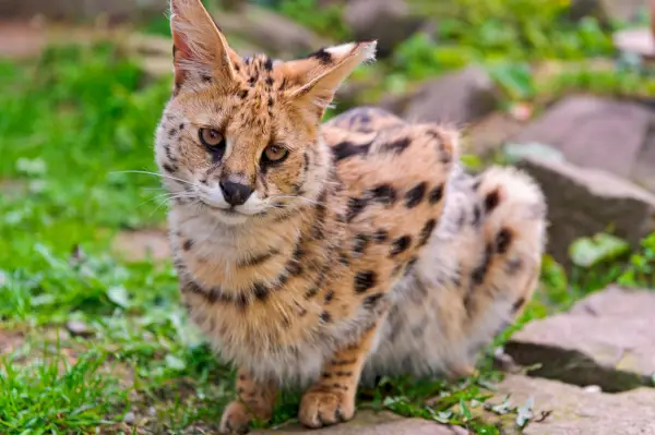 Serval-Symbolik