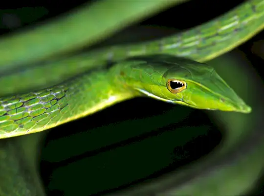 Vine Snake Symbolism and Meaning: Unraveling the Mysteries