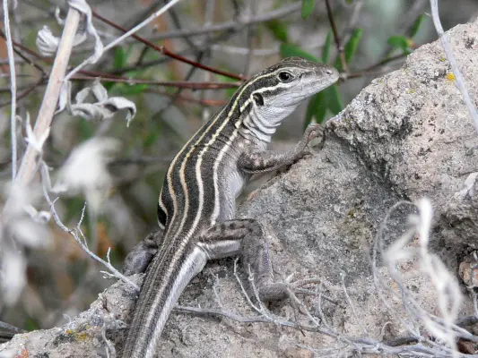 A whiptail gyík szimbolizmusa és jelentése