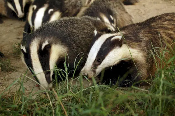 Badger-symboliek en betekenis