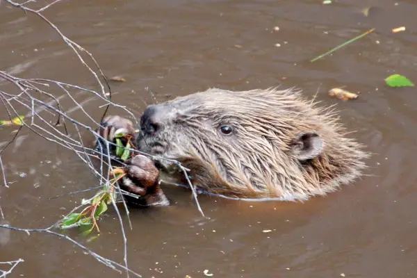 Beaver Shot