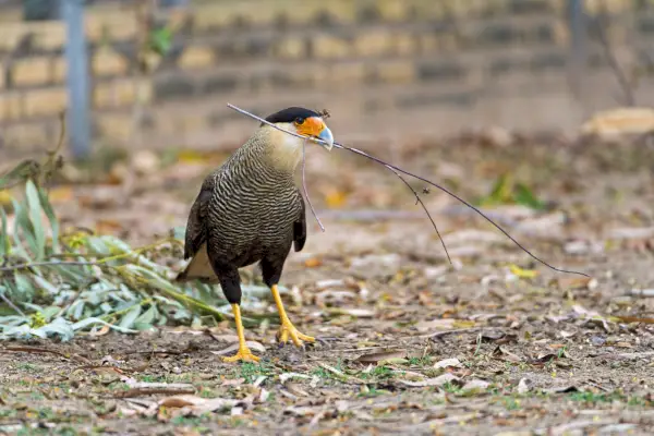 Caracara con ramita en el pico.