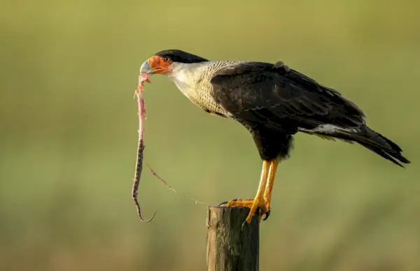 Crested Caracara ēd čūsku