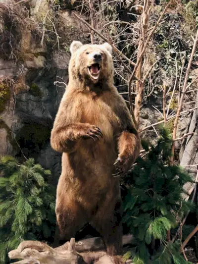 brun grizzlybjörn