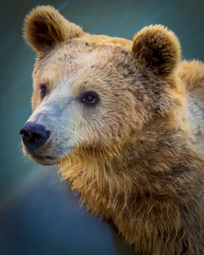 oso pardo en fotografía de primer plano