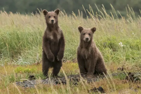 Den kraftfulla symboliken och meningen bakom björnar