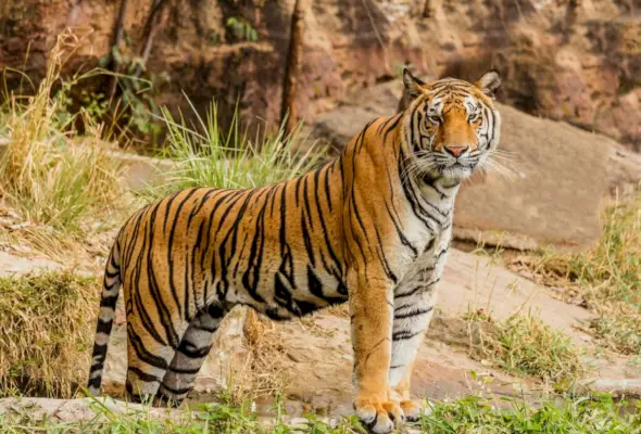 Značenje i simbolika tigra za indijanske kulture