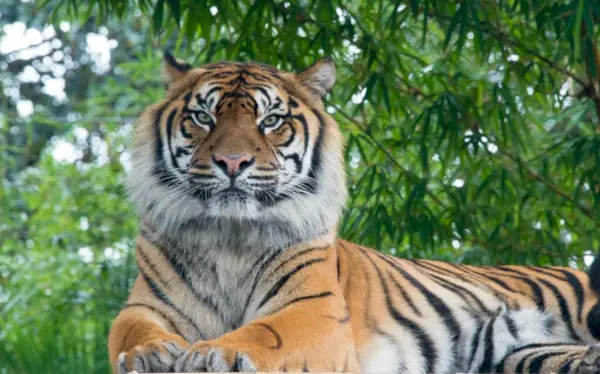 La tigre come animale spirituale guida