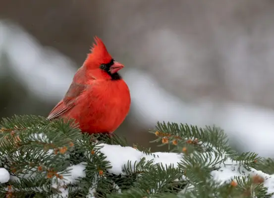 Northern Cardinal in Snow