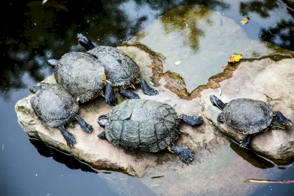 Simbolismo e significato della tartaruga di fiume