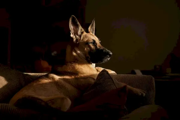 Deutscher Schäferhund liegt auf dem Bett, Sonnenlicht fällt durch das Fenster