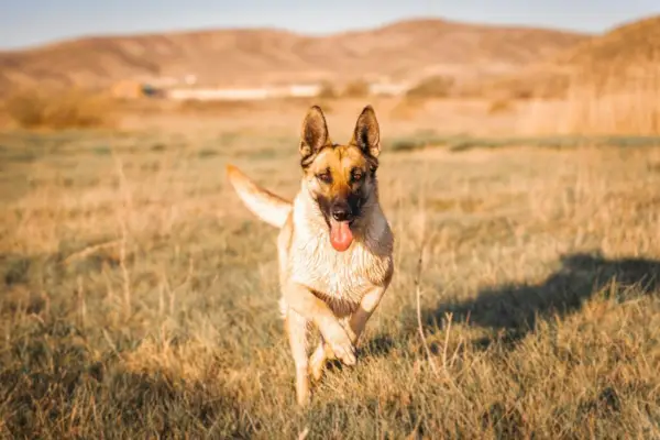 Brauner und schwarzer Schäferhund, der tagsüber auf braunem Grasfeld läuft