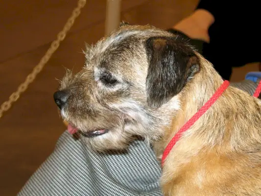 Border Terrier - Reliant Dog Shows