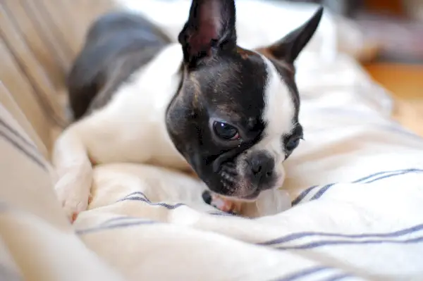 Boston terrier