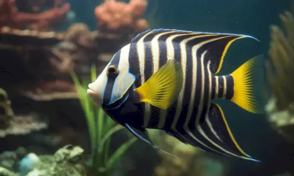 Angelfish