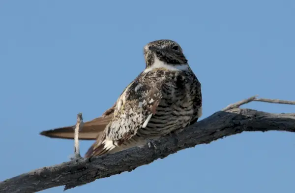 Gewöhnlicher Nachtfalke