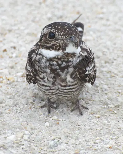 Common Nighthawk - Kuten minä