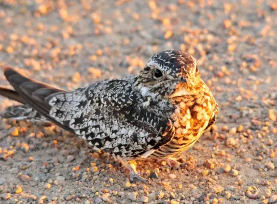 Gemeenschappelijke Nighthawk op Seedskadee National Wildlife Refuge