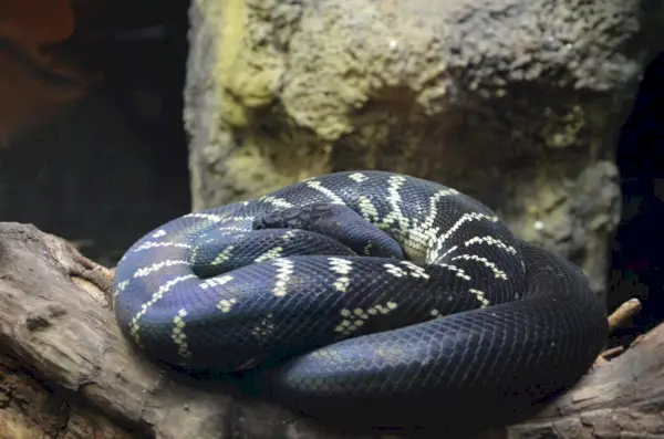 melnais pitons, Boelen's python, Boelens python