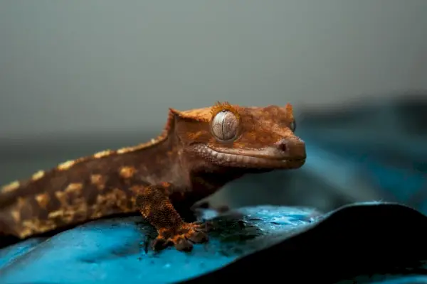 Simbolism și semnificație de gecko cu crestă