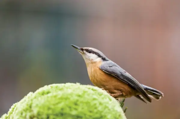 Nuthatch-symbolik og betydning: Afdækning af visdommen i denne fortryllende fugl