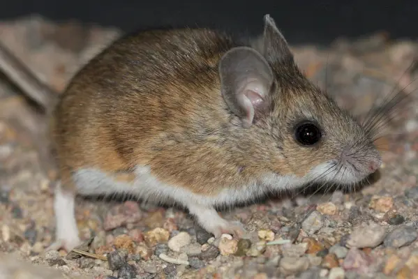 Tikus Rusa Amerika Utara (Peromyscus maniculatus)