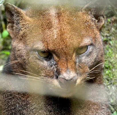 Jaguarundi