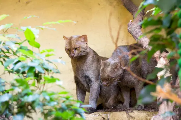 Jaguarundi